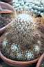 MAMMILLARIA SP_D001.jpg